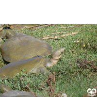 گونه لاکپشت فراتی Mesopotamian Softshell Turtle